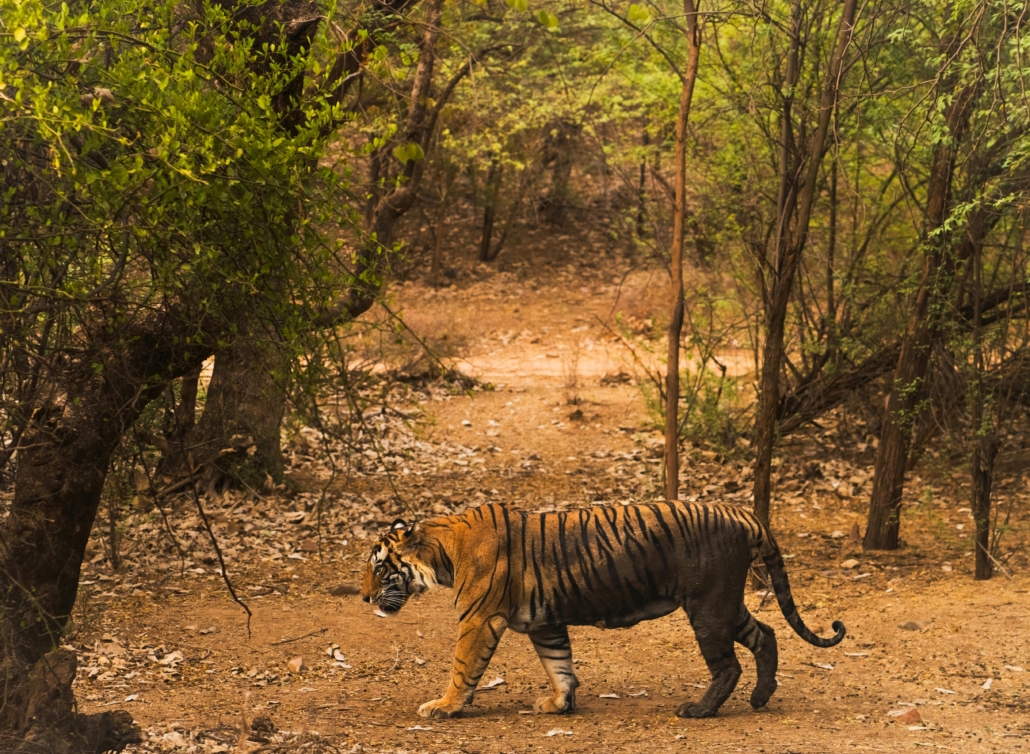 ranthambore tour