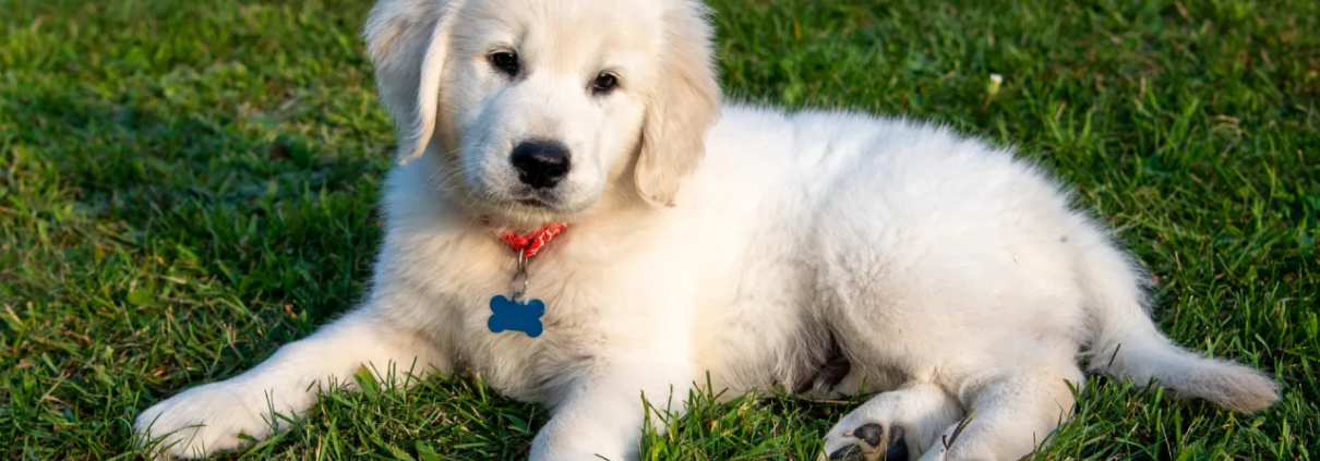 English cream golden retriever puppies
