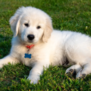 English cream golden retriever puppies