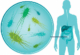 Gut Microbiome