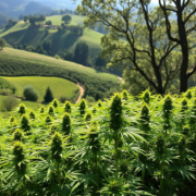 cannabis