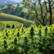 cannabis