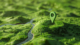 Open Plots in Amaravati