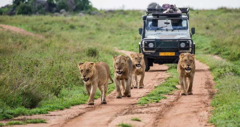 masai mara national park packages