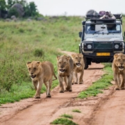 tanzania safari package