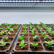 Dimmable LED grow light