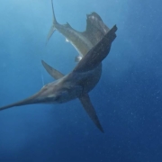 deep sea fishing costa rica