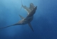 deep sea fishing costa rica
