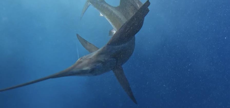 deep sea fishing costa rica