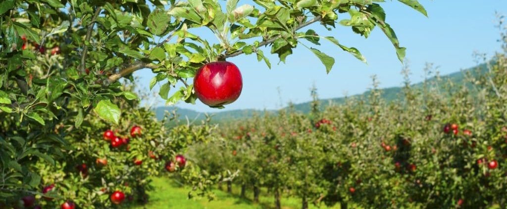 5 Must-Know Tips for Picking the Best Apples from Your Orchard