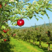 5 Must-Know Tips for Picking the Best Apples from Your Orchard