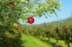 5 Must-Know Tips for Picking the Best Apples from Your Orchard