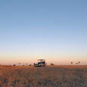 Wildlife Experiences in Botswana Safaris