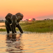 Safari Destinations in Botswana