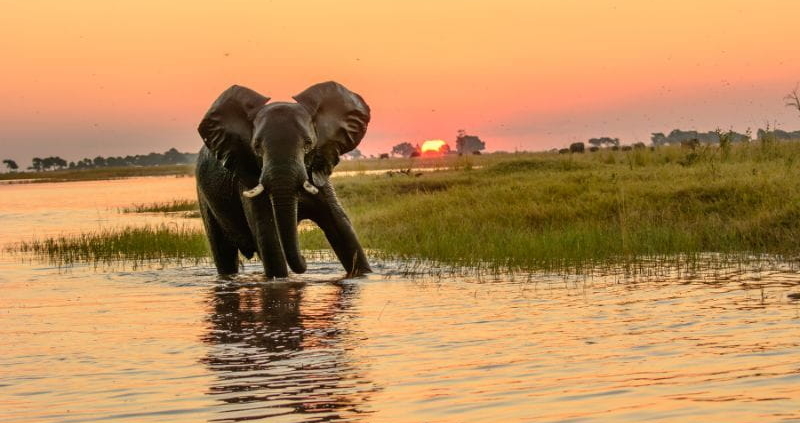 Safari Destinations in Botswana