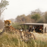 Family-Friendly Safari Options in Botswana