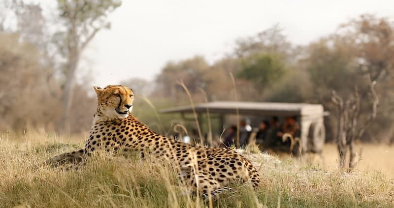 Family-Friendly Safari Options in Botswana