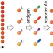 Beads Based Multiplex Assay