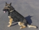 K9 Ballistic Vest