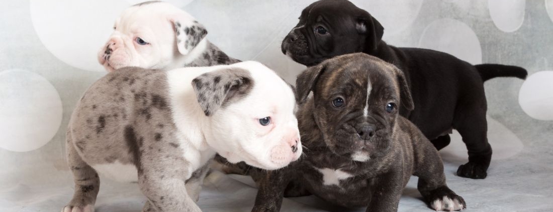 Puppies for Sale Connecticut