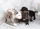 Puppies for Sale Connecticut