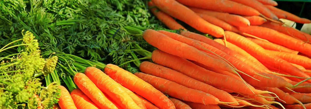 Carrot Farming in India Techniques for Successful Growth