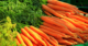Carrot Farming in India Techniques for Successful Growth
