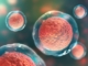 cell based assay