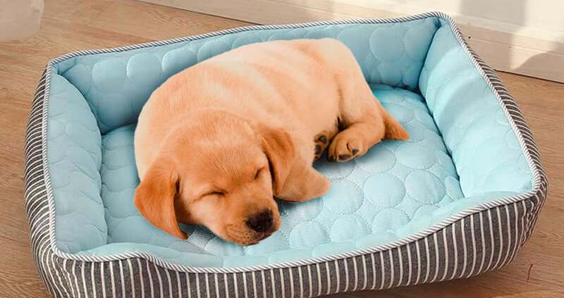 Cooling Dog Beds