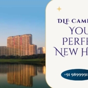 DLF Camellias