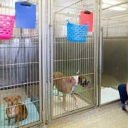 Dog Boarding Kennels