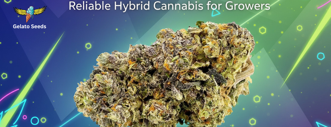 Biscotti Feminized Seeds