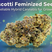 Biscotti Feminized Seeds