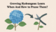 Growing Hydrangeas