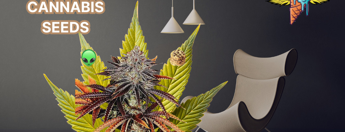 high thc cannabis seeds