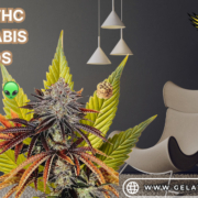 high thc cannabis seeds