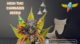 high thc cannabis seeds