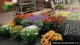 New Jersey Flower Shop