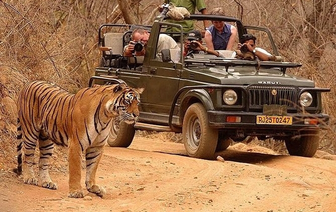 jhalana safari
