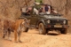 jhalana safari