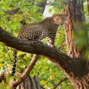 Jhalana Leopard Safari Jaipur