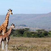 Capital City of Kenya