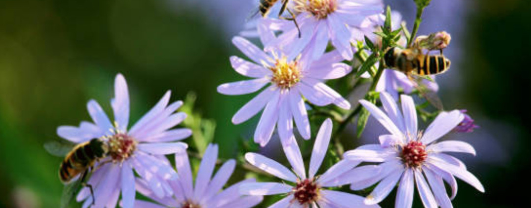 Low-Allergen Flowers That Don't Attract Bees
