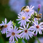 Low-Allergen Flowers That Don't Attract Bees