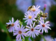 Low-Allergen Flowers That Don't Attract Bees