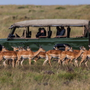 safari experiences to try in Kenya