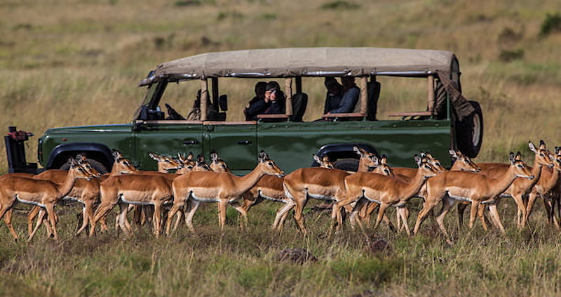 safari experiences to try in Kenya