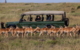 safari experiences to try in Kenya