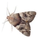 Moth Extermination