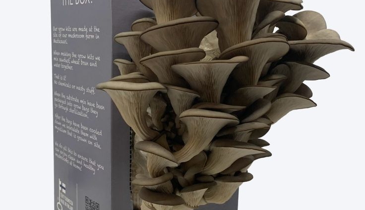 Custom Mushroom Boxes